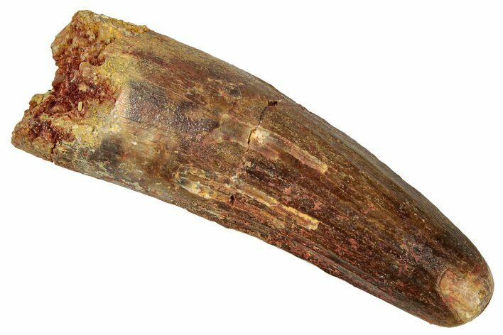 Fossil Spinosaurus Tooth - Real Dinosaur Tooth #329641